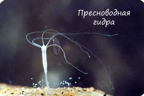 Кракен зеркало gigageek ru