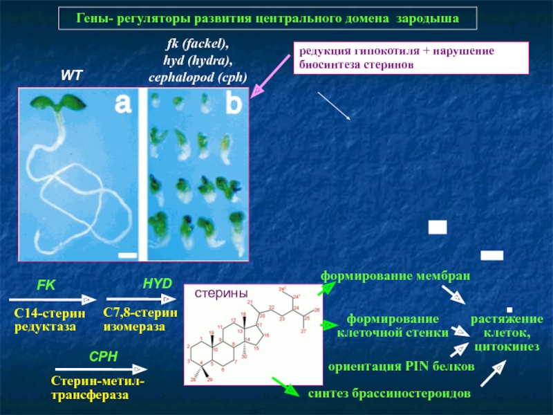 Ссылка кракен зеркало тор